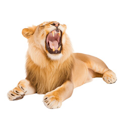 Obraz premium Majestic Lion Yawning isolated on white or transparent background, png. Easy to place on any other background
