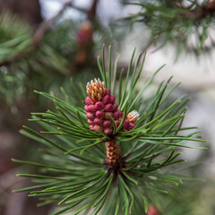 Close-up of a pine blossom in the mountains in spring