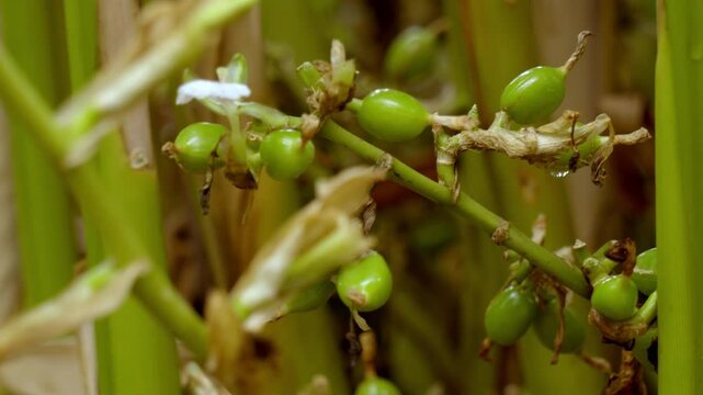 Cardamom plant with unripe seed, cardamon or cardamum plant,unripe seed,flowers and cardamon branches, plant stem of the cardamom