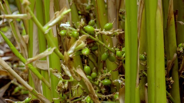 Cardamom plant with unripe seed, cardamon or cardamum plant,unripe seed,flowers and cardamon branches, plant stem of the cardamom