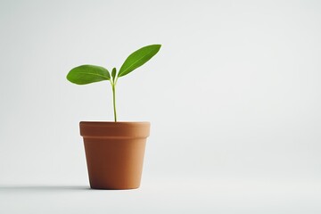 small terracotta pot with sprouting plant placed on clean white background