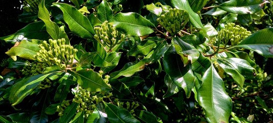 Cloves or Syzygium aromaticum). Cloves  come from the Myrtaceae tree family
