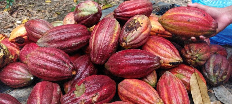 Photo Cocoa pods or Cocoa fruits (Theobroma cacao)&nbsp;