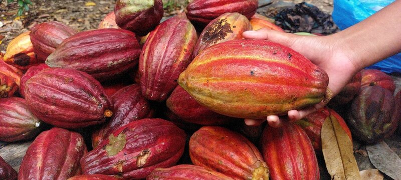 Cocoa pods or Cocoa fruits (Theobroma cacao)&nbsp;
