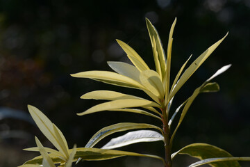 キョウチクトウの若葉