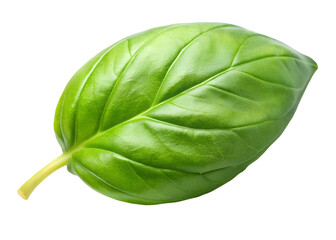 Obraz premium green leaf clipart image on transparent background