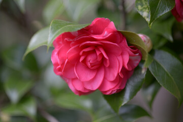 菊冬至　ツバキ