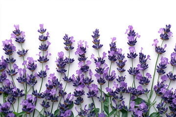  lavender border, isolated on white background