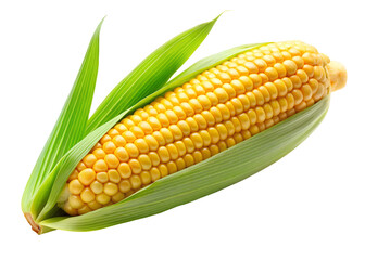 corn on the cob clipart image on transparent background