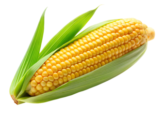 corn on the cob clipart image on transparent background