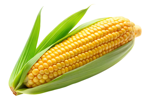 corn on the cob clipart image on transparent background