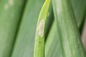 A group of insect eggs