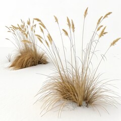 Golden Grass in White Sand Minimalist Photography, Two Clusters, Nature Concept Keywords Minimalism, Nature Photography