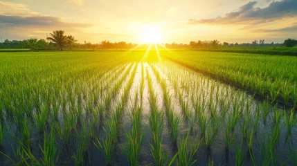 Fotobehang A serene paddy field landscape at sunset. Featuring lush green rice plants. Emphasizing the tranquility and beauty of rural life. Ideal for travel and nature documentaries. © ArpPSIqee