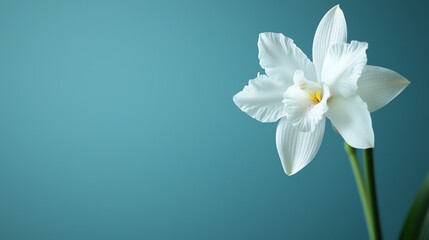 Obraz premium Botanical orchids, delicate petal structures glowing softly under natural light