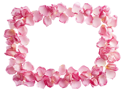 Frame of pink rose petals arranged in rectangle, isolated on transparent cutout background