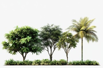 Tropical trees, foliage, garden, white background, landscaping design