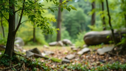Serene Forest Path Tranquil Woodland Scene with Lush Greenery and Sunlight Dappled Ground