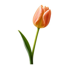 tulips isolated on white