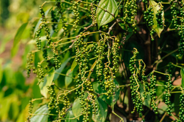Hand of owner garden showing fresh peppercorns on pepper tree,  ready to harvest on nest tree....