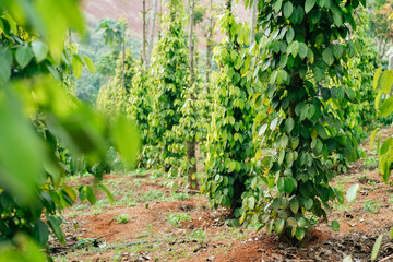 Hand of owner garden showing fresh peppercorns on pepper tree,  ready to harvest on nest tree. Harvest black pepper. Fresh growing unripe peppercorns.