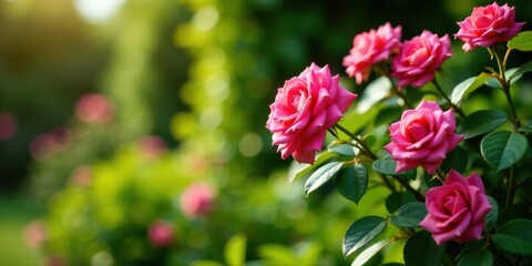 Vibrant Pink Roses Blooming in a Lush Garden Setting, Basking in the Warm Sunlight