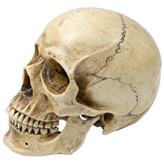 Human Skull Isolated On Transparent Or White Background, PNG Cut Out