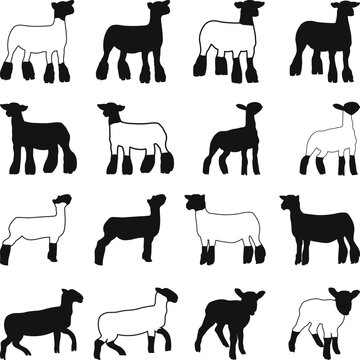Show Lamb Bundle Vector, Market Lamb Icons Silhouette, Livestock Show SVG, Show Sheep Illustration
