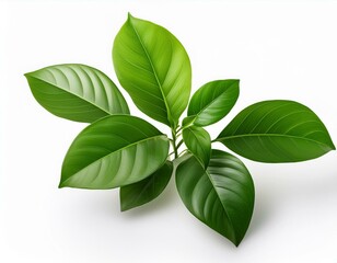 Obraz premium Green Plant Isolated on a Pure White Background with Clipping Path