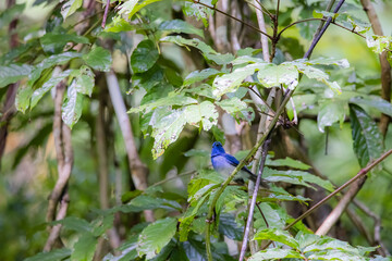The Black-naped Monarch in nature