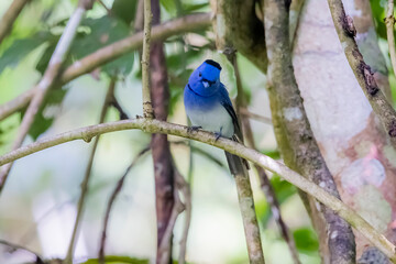 The Black-naped Monarch in nature