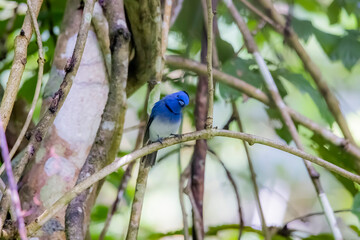 The Black-naped Monarch in nature