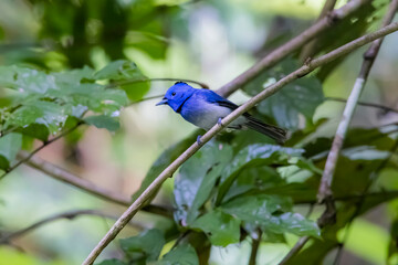 The Black-naped Monarch in nature