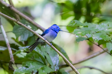 The Black-naped Monarch in nature