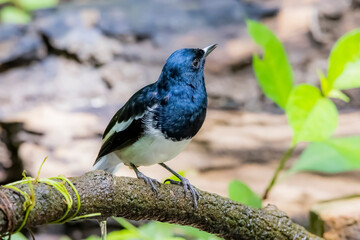 Obraz premium The Oriental magpie robin on a branch