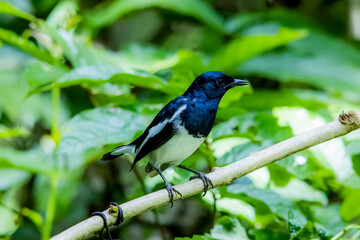 The Oriental magpie robin on a branch