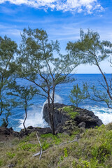 La Reunion island, seascape at Sainte-Rose, palm trees on the coast, with solidified lava flow
