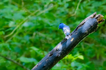 The Black-naped Monarch in nature