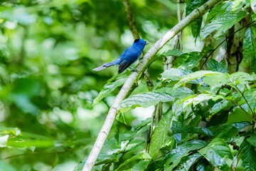 The Black-naped Monarch in nature