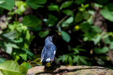 The Oriental magpie robin on a branch