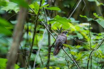 The Plaintive Cuckoo on a branch in nature