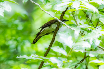 The Plaintive Cuckoo on a branch in nature