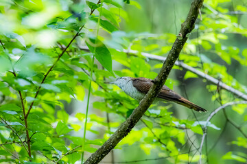 The Plaintive Cuckoo on a branch in nature