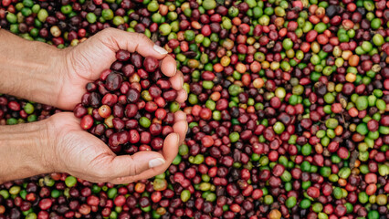 Hand holding coffee red bean in farm, ripe coffee. Fresh red and green coffee beans.
