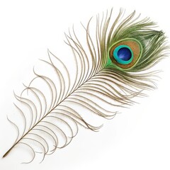 Obraz premium Single Peacock Feather Eyespot Detail, Elegant Curve Composition, White Background,Nature Photography Peacock feather, bird feather