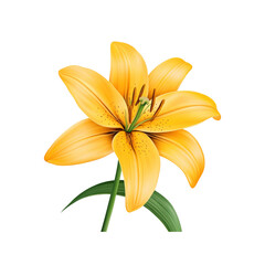 Vibrant Yellow Lily Flower on White Background - Botanical Illustration