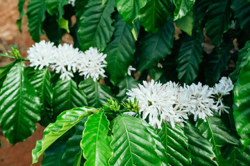 The beauty of coffee flower