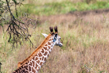 Close-up of a young Masai Giraffe - Giraffa tippelskirchi- feeding from acacia trees in the Serengeti, Tanzania