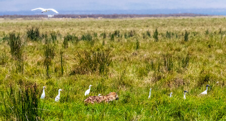 Telephoto of a Spotted Hyena - Crocuta Crocuta, surrounded by African sacred ibis -Threskiornis...