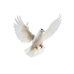 Majestic White Dove in Flight, Symbol of Peace and Hope